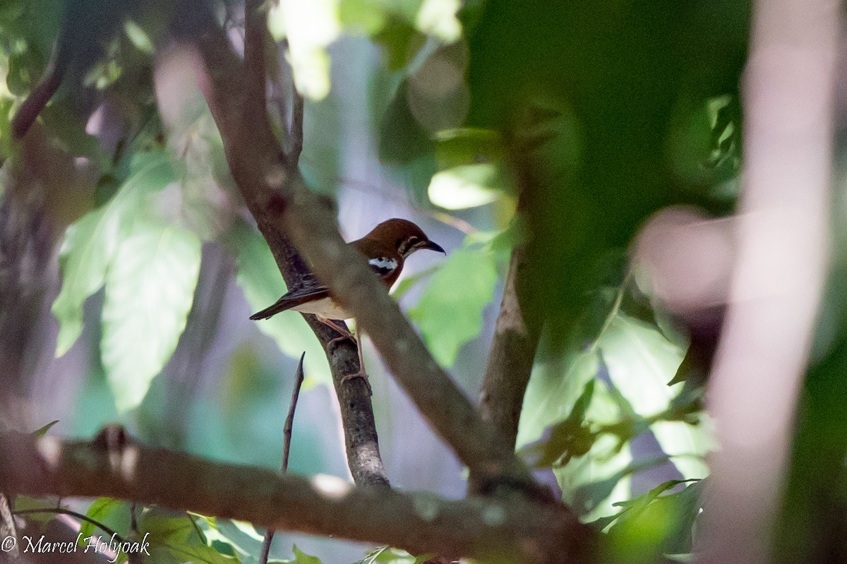 Orange-banded Thrush - ML527020441