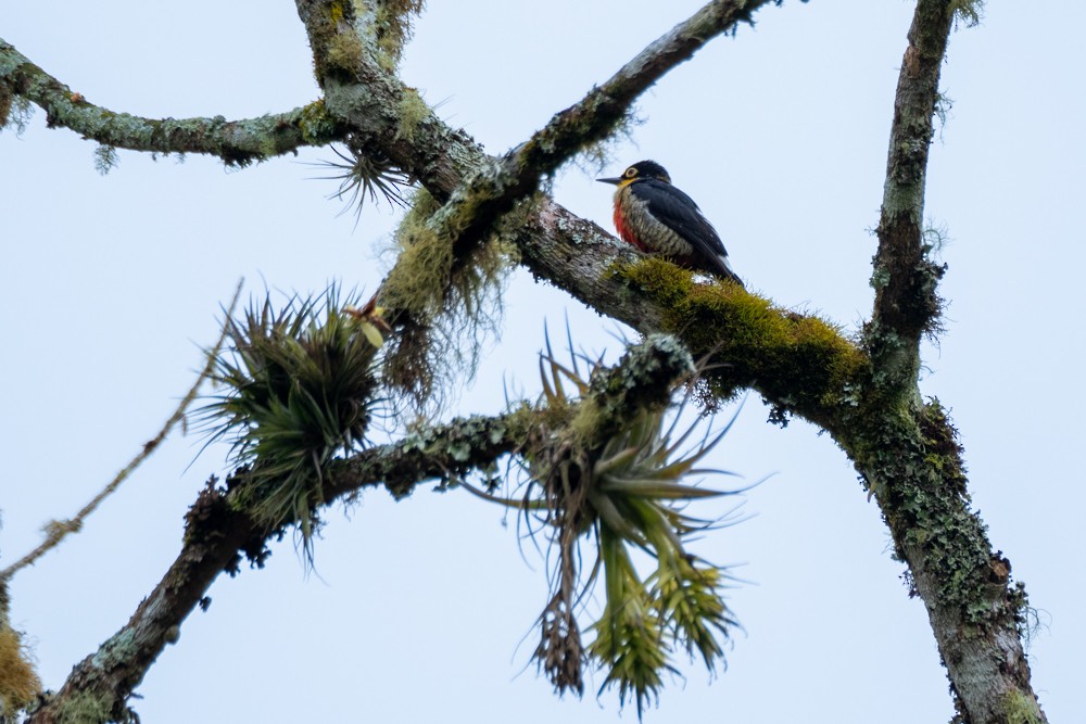 Yellow-fronted Woodpecker - ML527020781