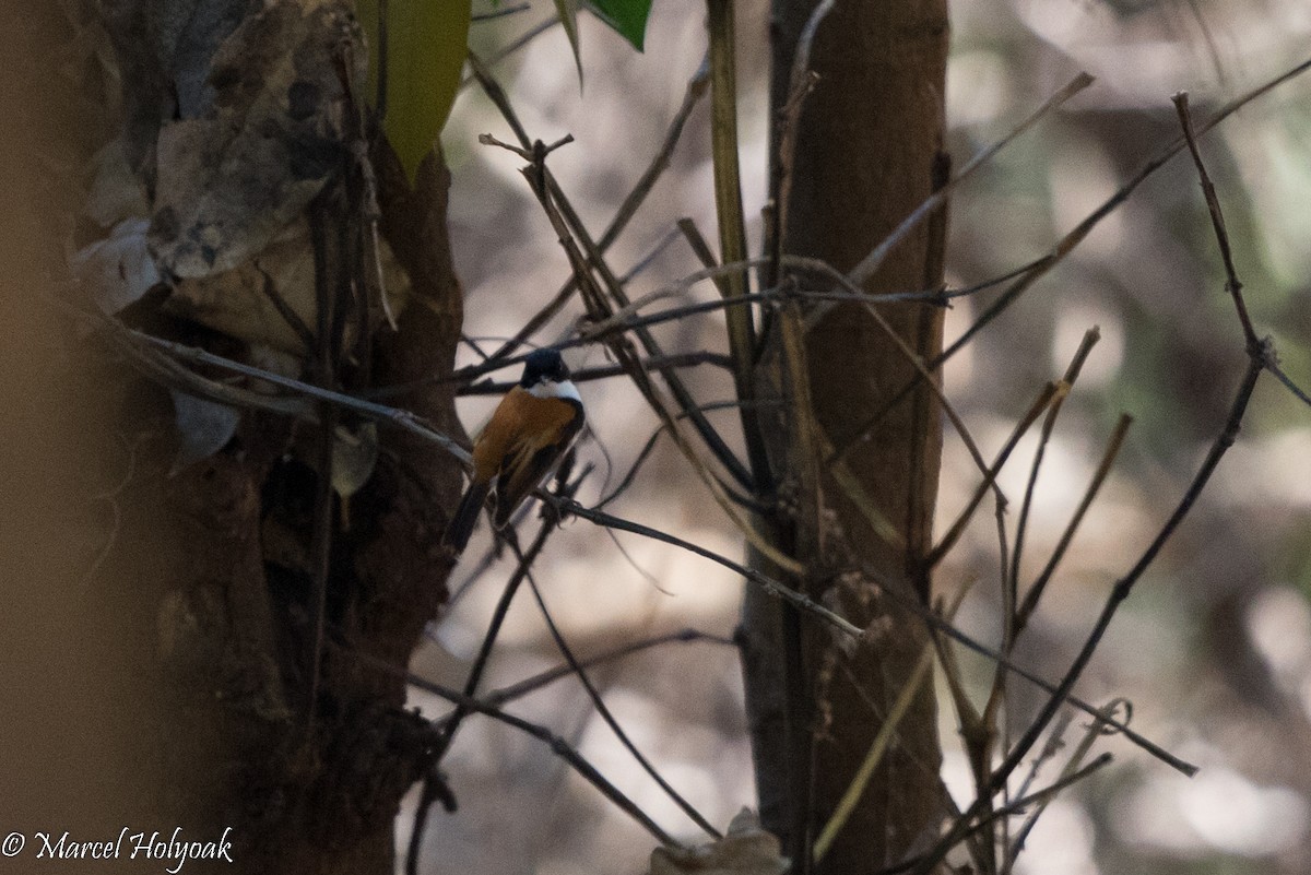 Papamoscas de Timor - ML527020861