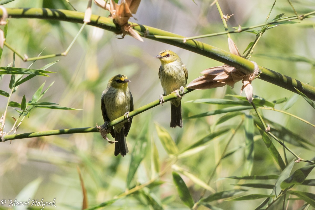 Timor White-eye - ML527020981