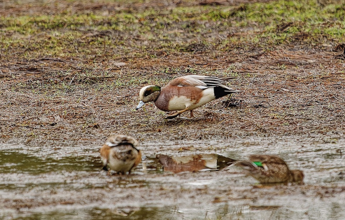 American Wigeon - Anthony Grover