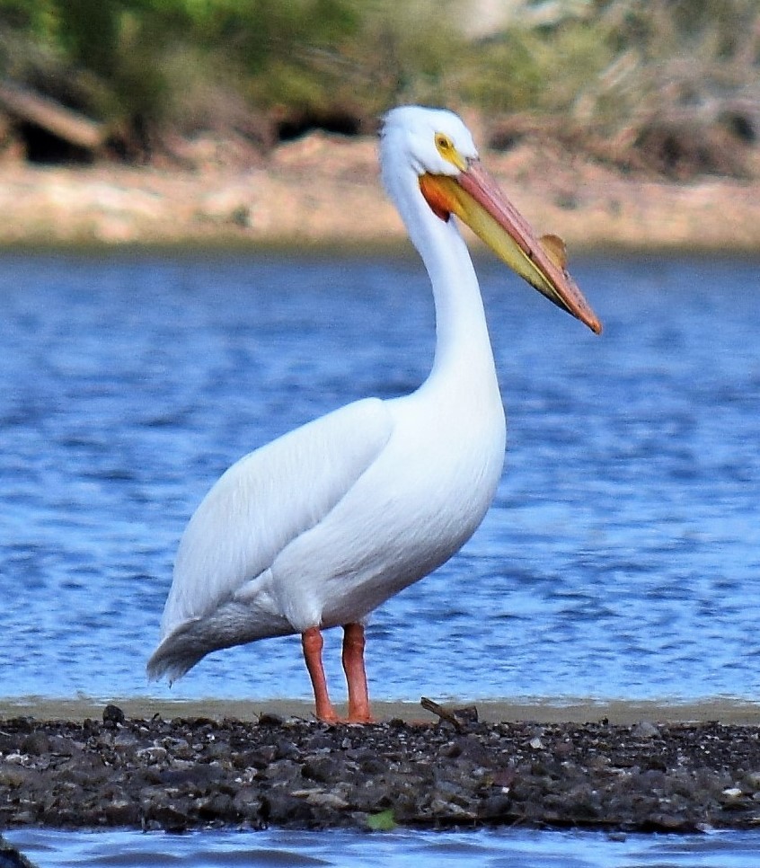 American White Pelican - Mike Winck