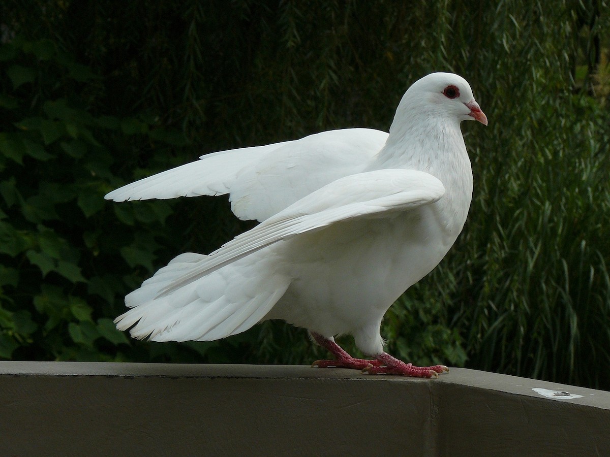 Сизый голубь (Одомашненного типа) - ML527022171