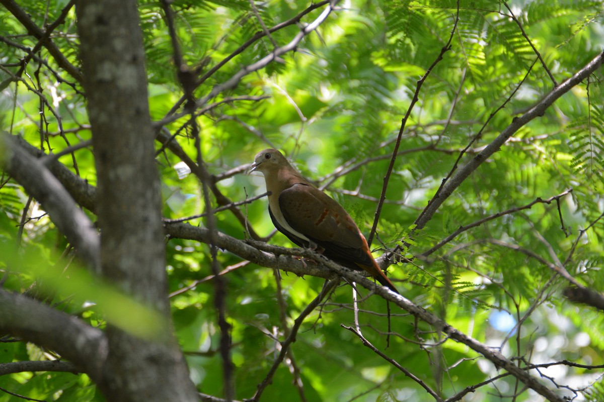 Blue Ground Dove - ML52702231