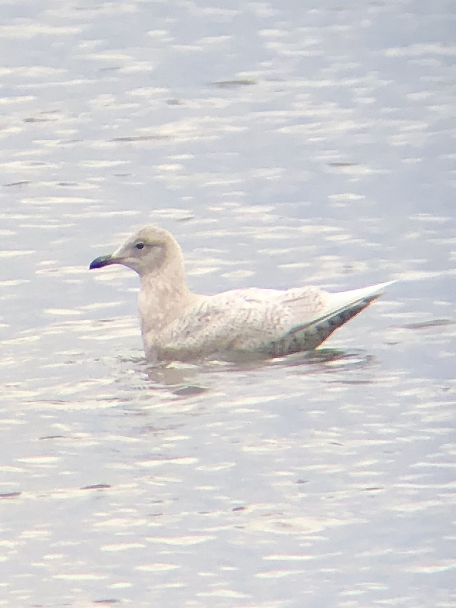 Iceland Gull (kumlieni/glaucoides) - ML527022971