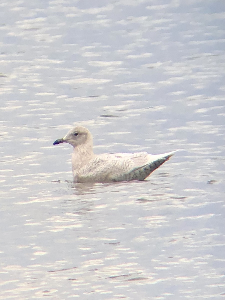 Iceland Gull (kumlieni/glaucoides) - ML527022981