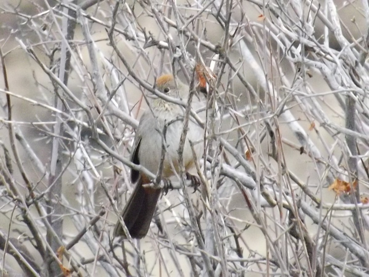 Canyon Towhee - ML52702331