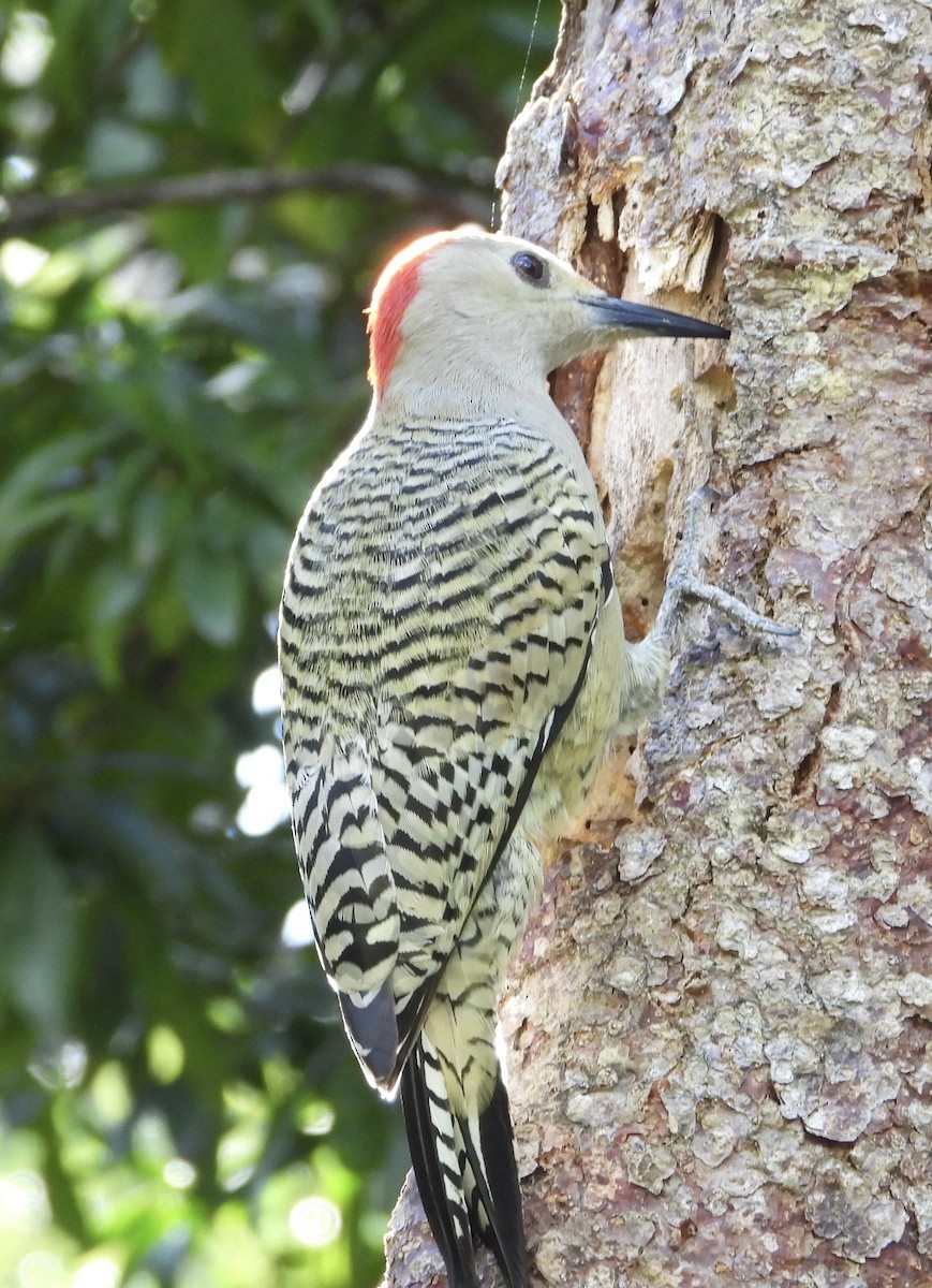 West Indian Woodpecker - ML527023811