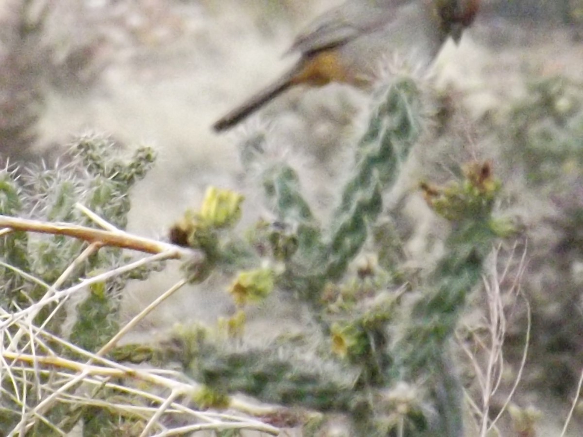 Canyon Towhee - ML52702391