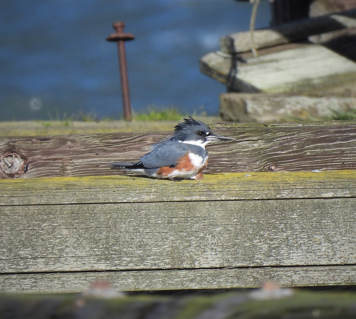 Belted Kingfisher - ML527026701