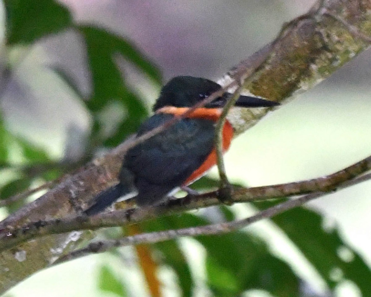 Green-and-rufous Kingfisher - Tini & Jacob Wijpkema