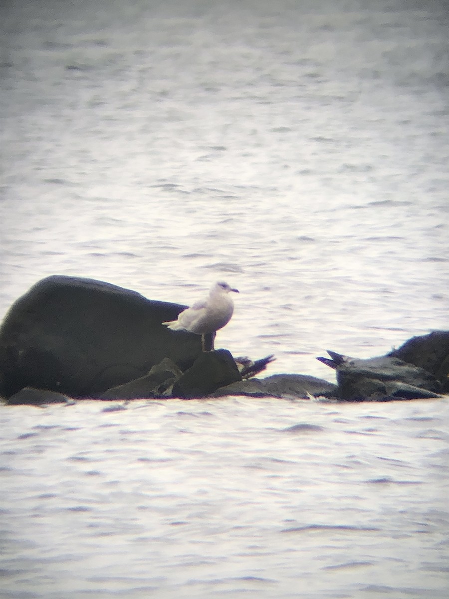 Iceland Gull (kumlieni/glaucoides) - ML527028171