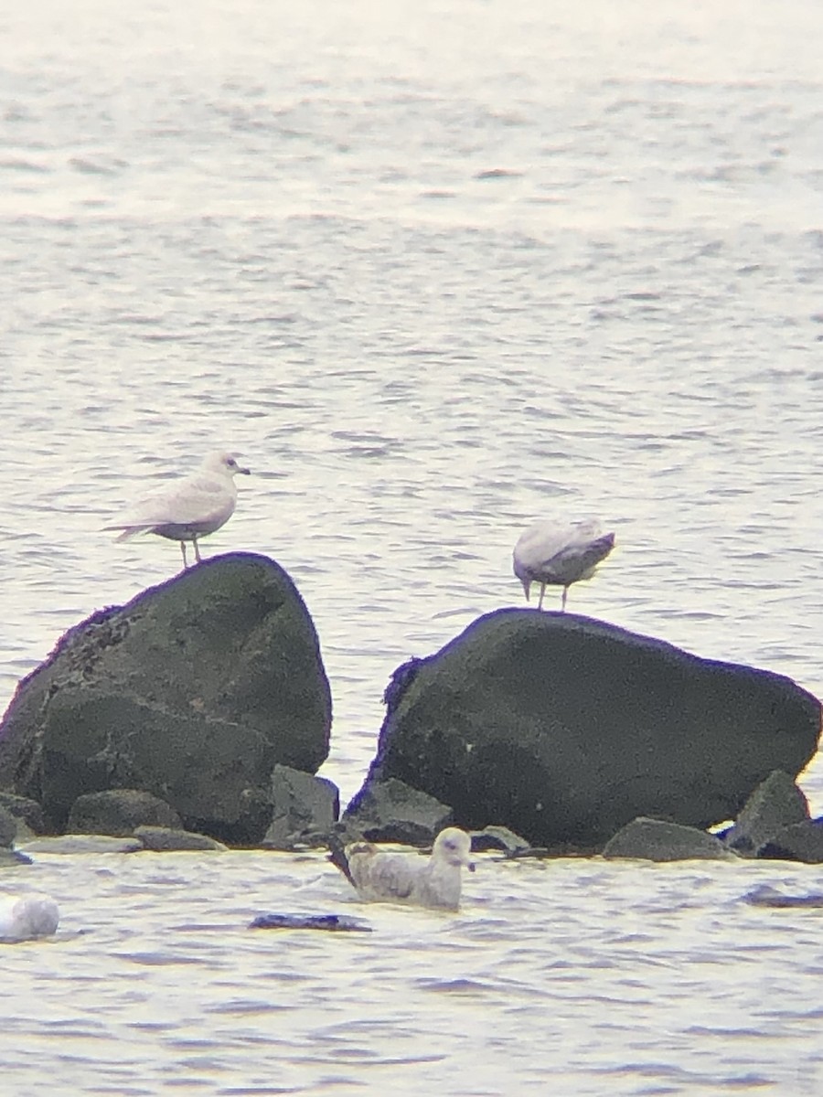 Iceland Gull (kumlieni/glaucoides) - ML527028231