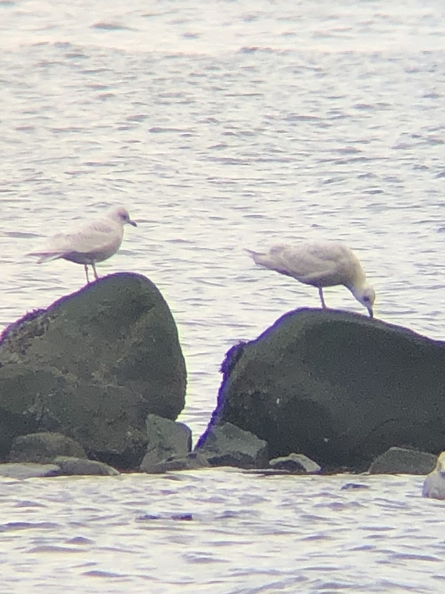 Iceland Gull (kumlieni/glaucoides) - ML527028241