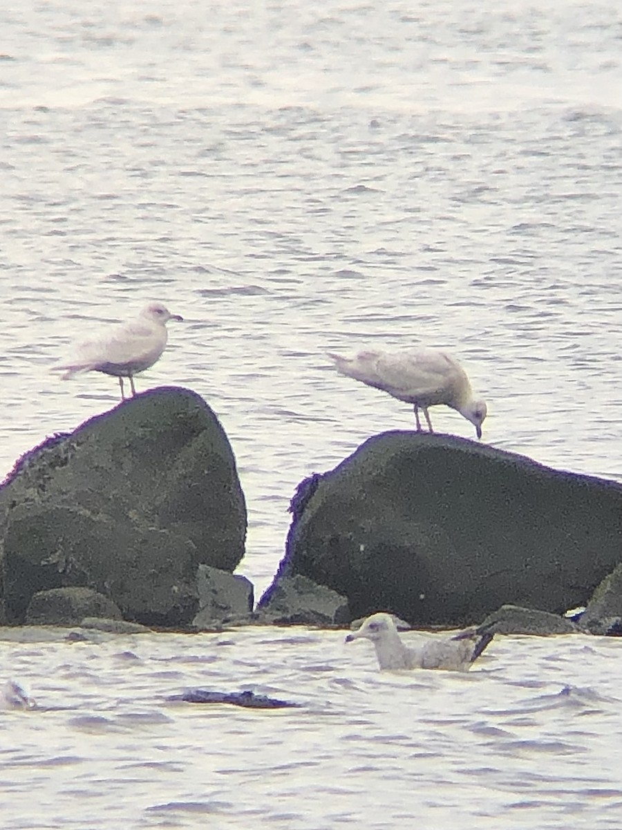 Iceland Gull (kumlieni/glaucoides) - ML527028251