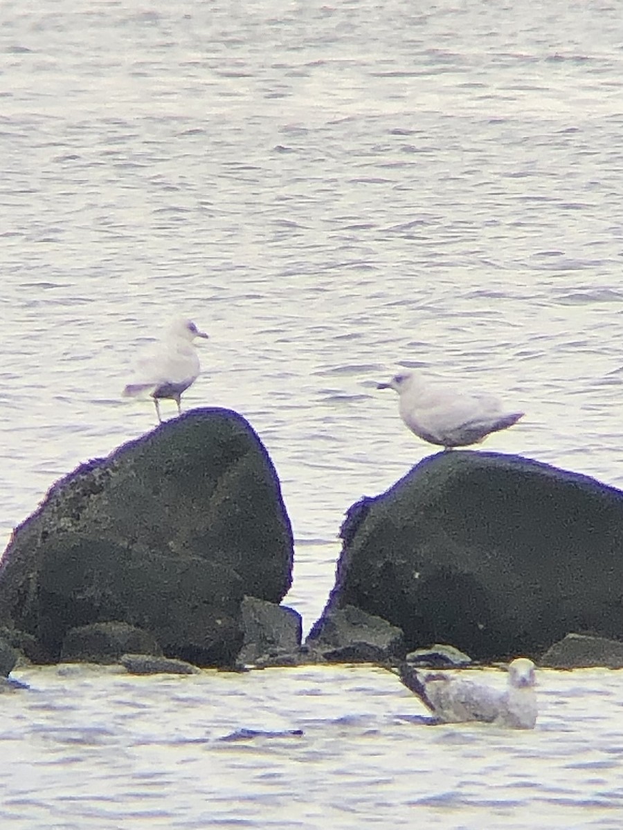 Iceland Gull (kumlieni/glaucoides) - ML527028271