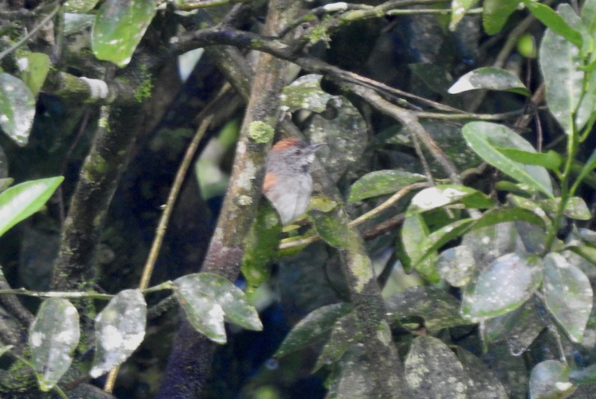 Pale-breasted Spinetail - ML527028841