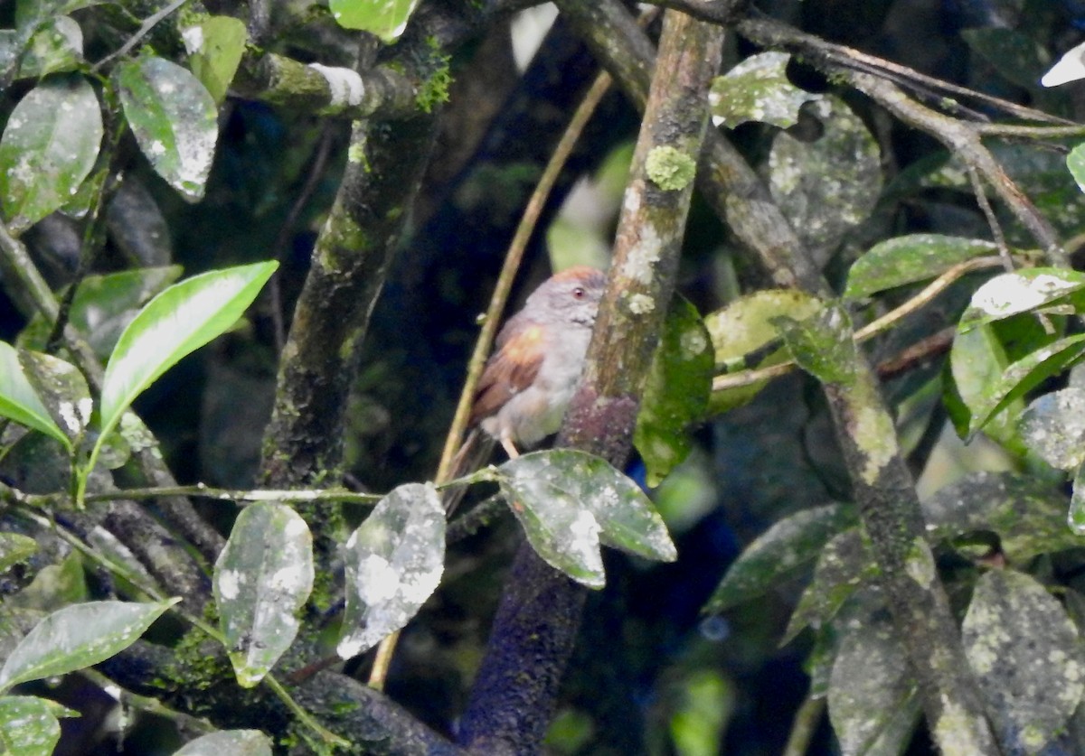 Pale-breasted Spinetail - ML527028851