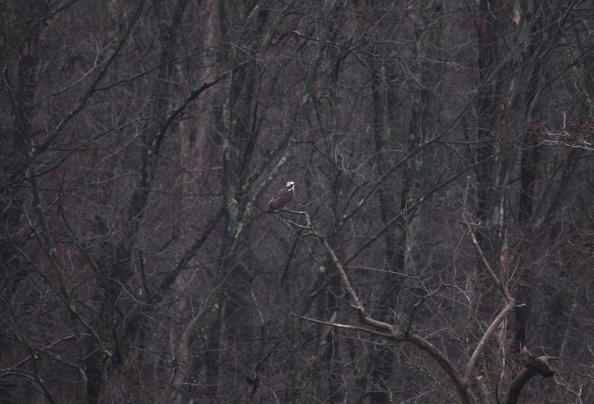 Osprey - Mark Gallagher