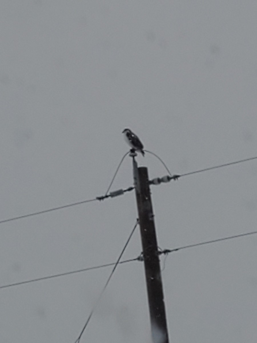 Ferruginous Hawk - Ian Batterman