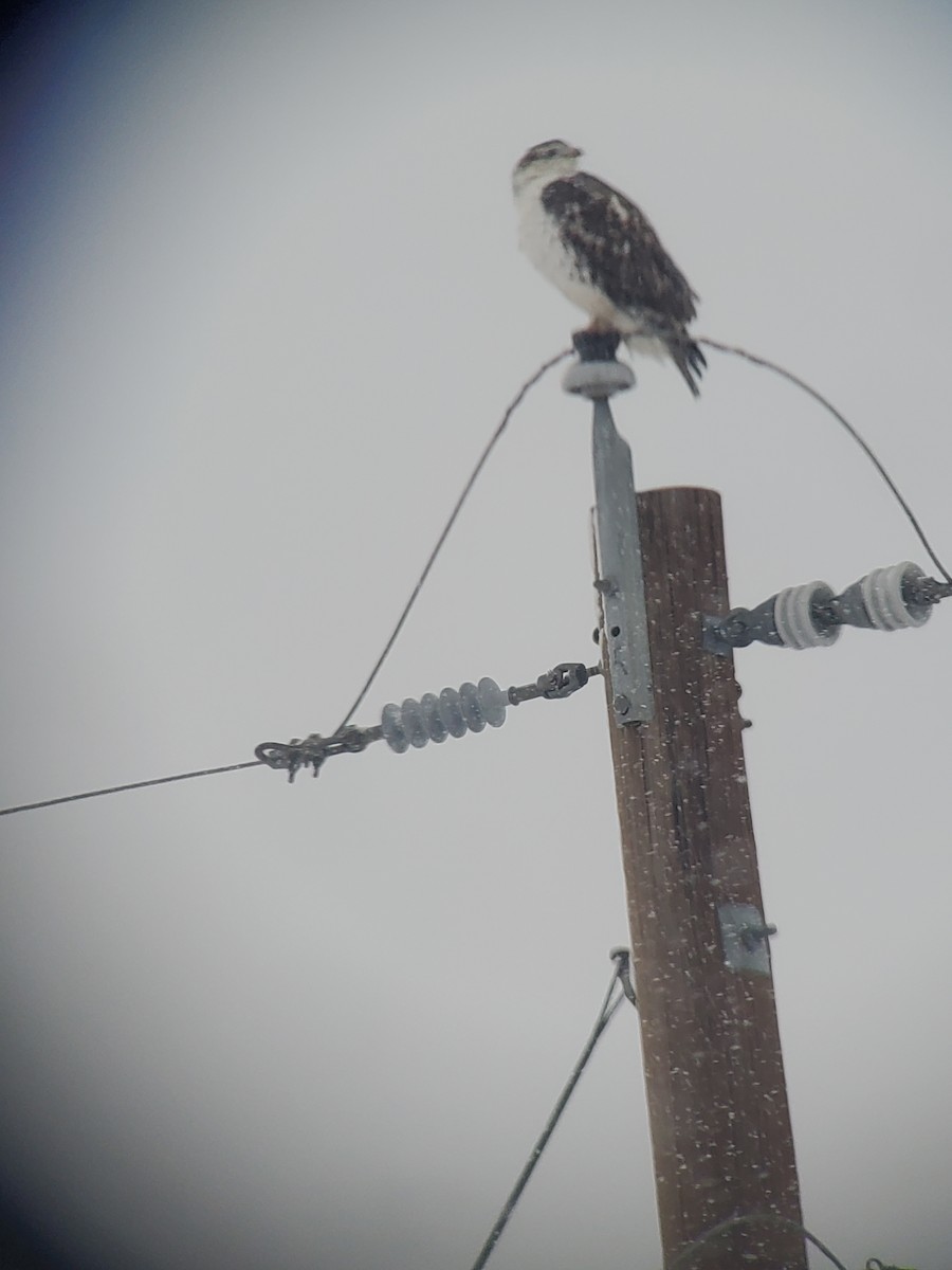 Ferruginous Hawk - ML527032171