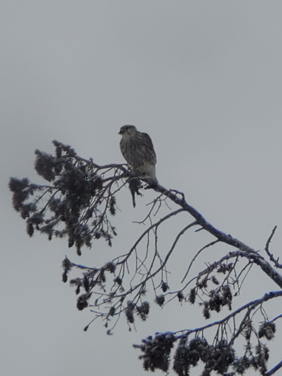 Merlin (Prairie) - Ian Batterman