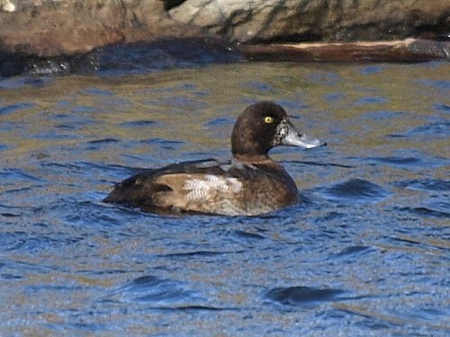 Greater Scaup - ML527033801
