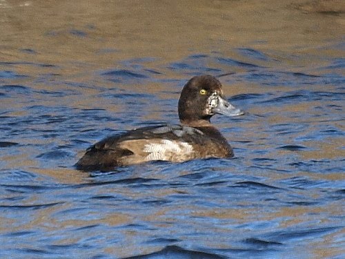 Greater Scaup - ML527033841
