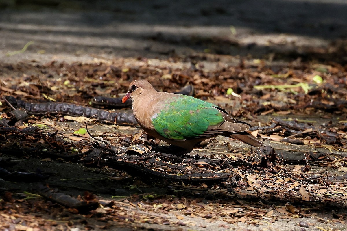 Pacific Emerald Dove - ML527034461