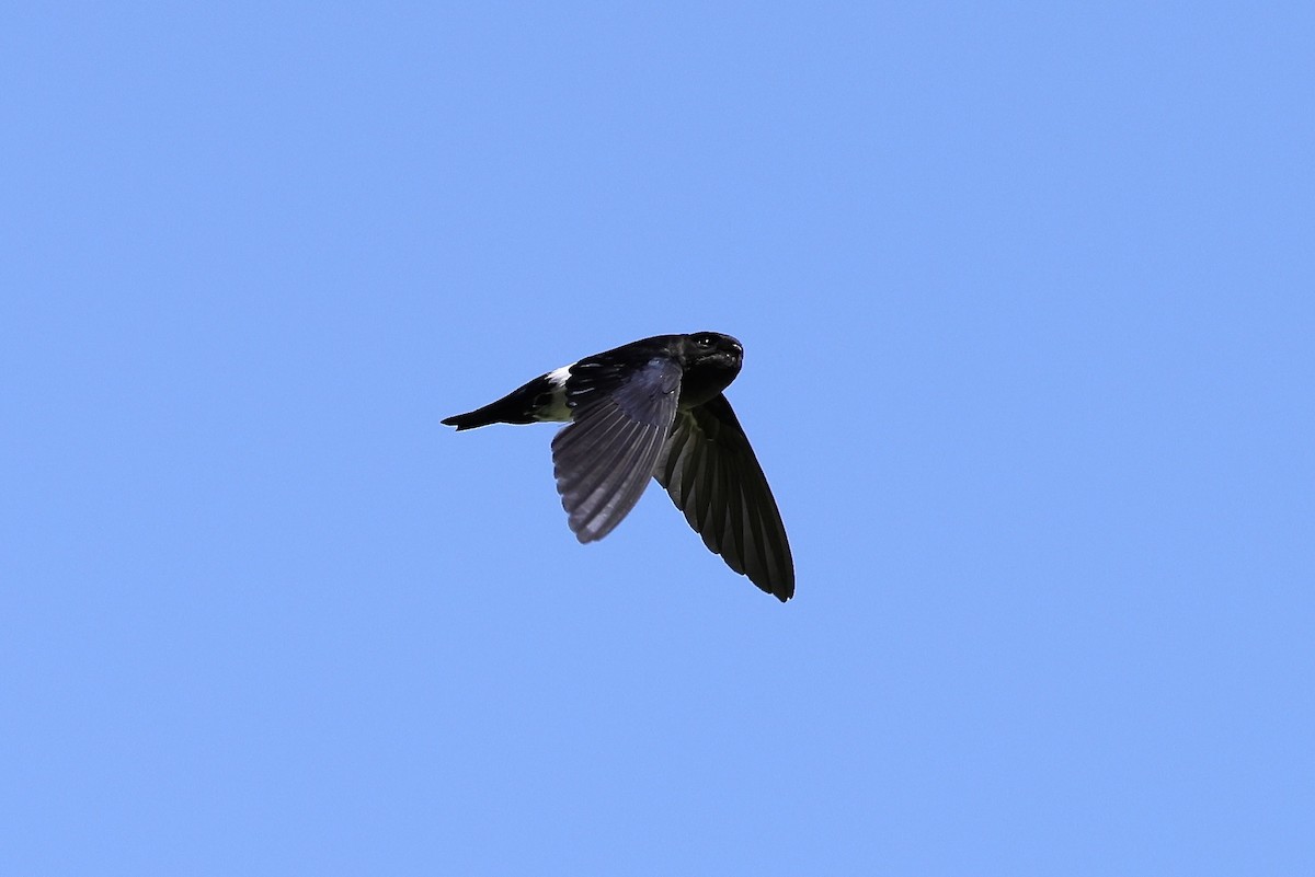 Satin Swiftlet - ML527034511