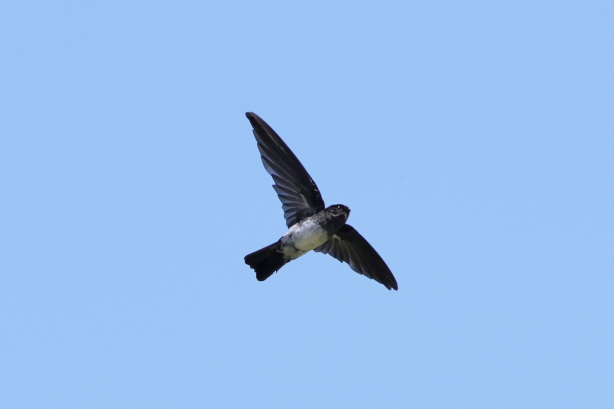 Satin Swiftlet - ML527034521