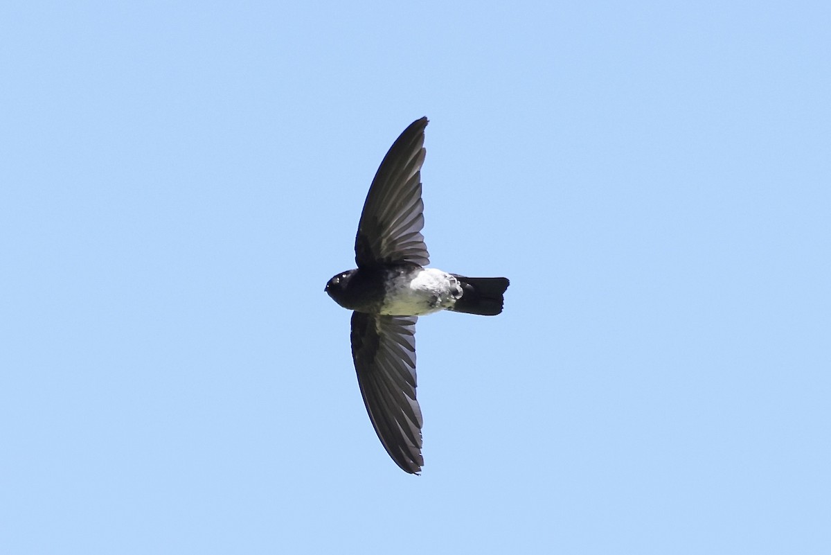 Satin Swiftlet - ML527034531