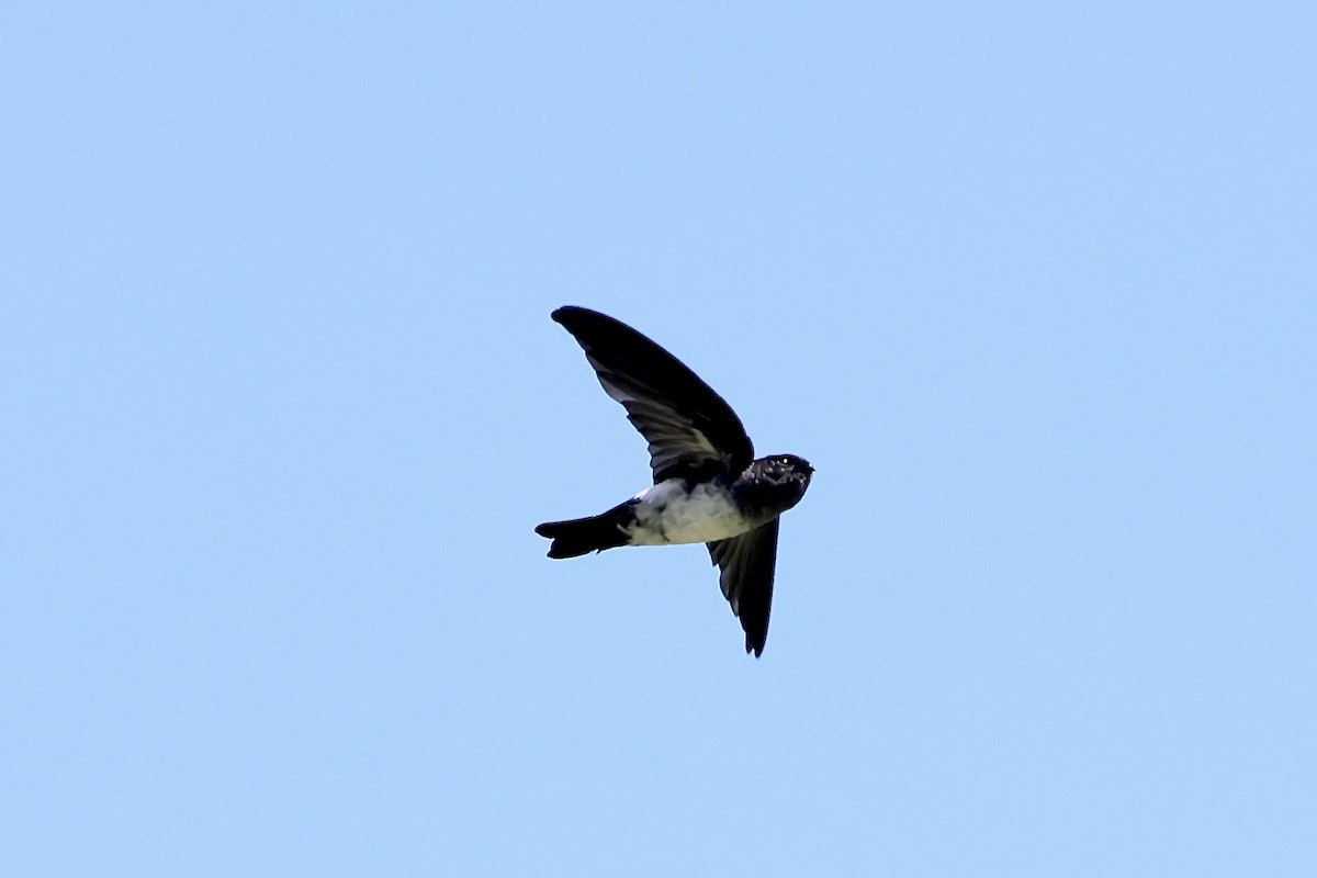 Satin Swiftlet - ML527034541