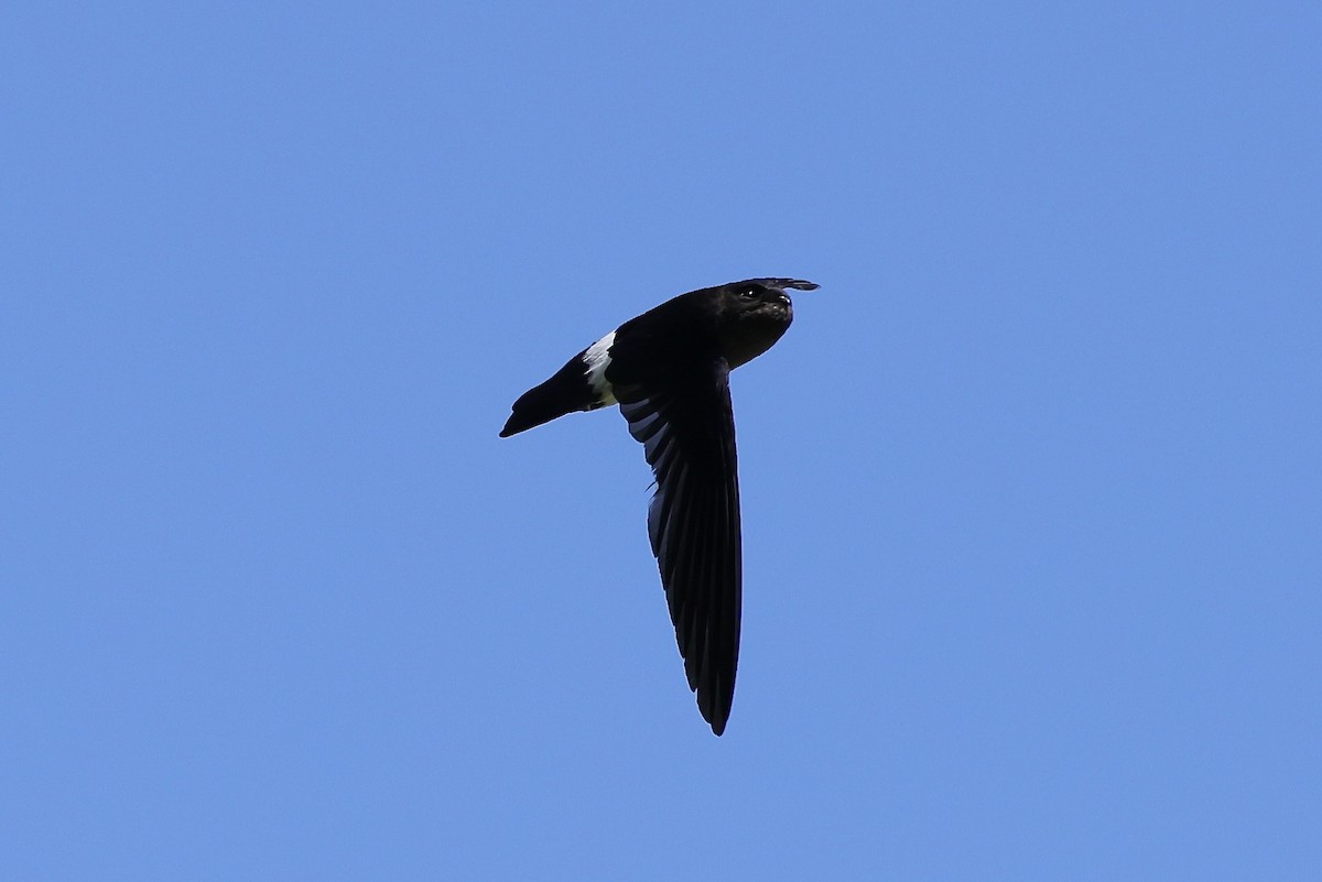 Satin Swiftlet - ML527034561