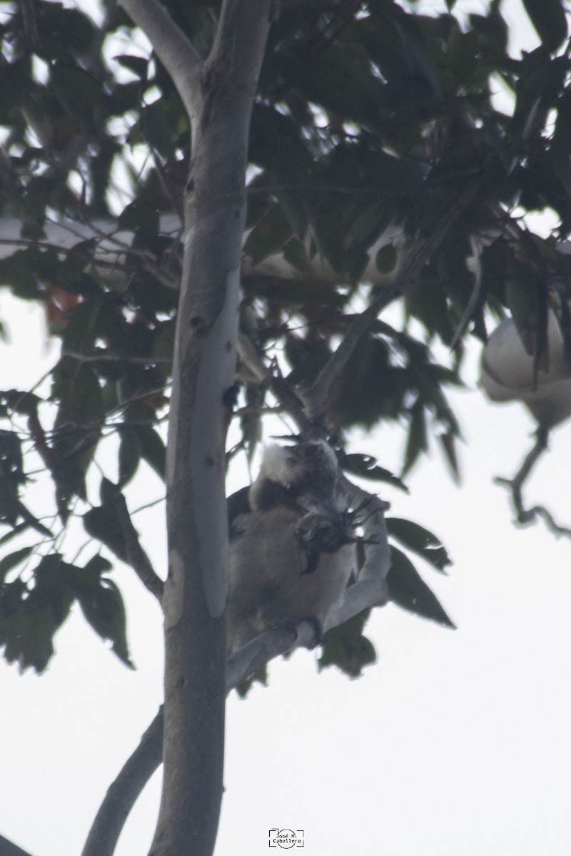 Laughing Kookaburra - ML527034901