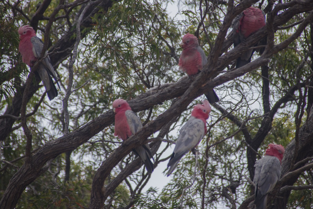 Galah - José Manuel Caballero Fernández