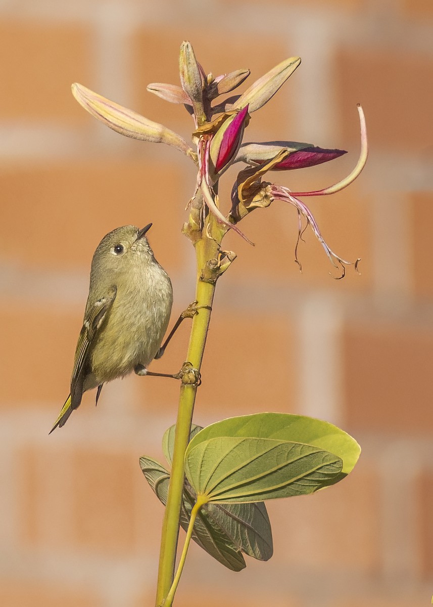 Ruby-crowned Kinglet - Barbara Swanson