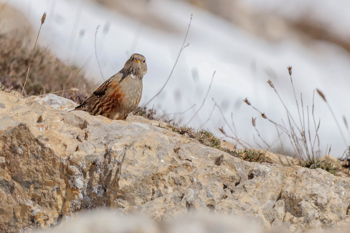 Alpine Accentor - ML527035561