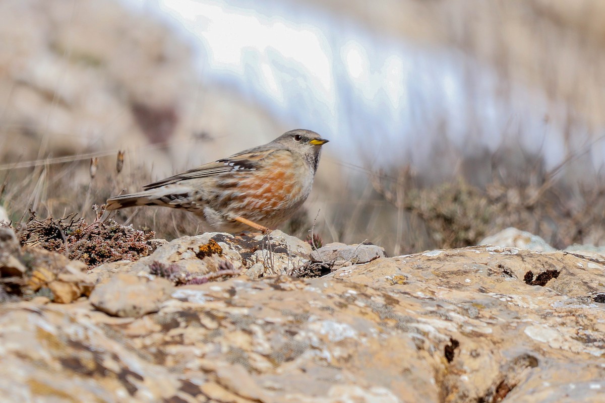 Alpine Accentor - ML527035581