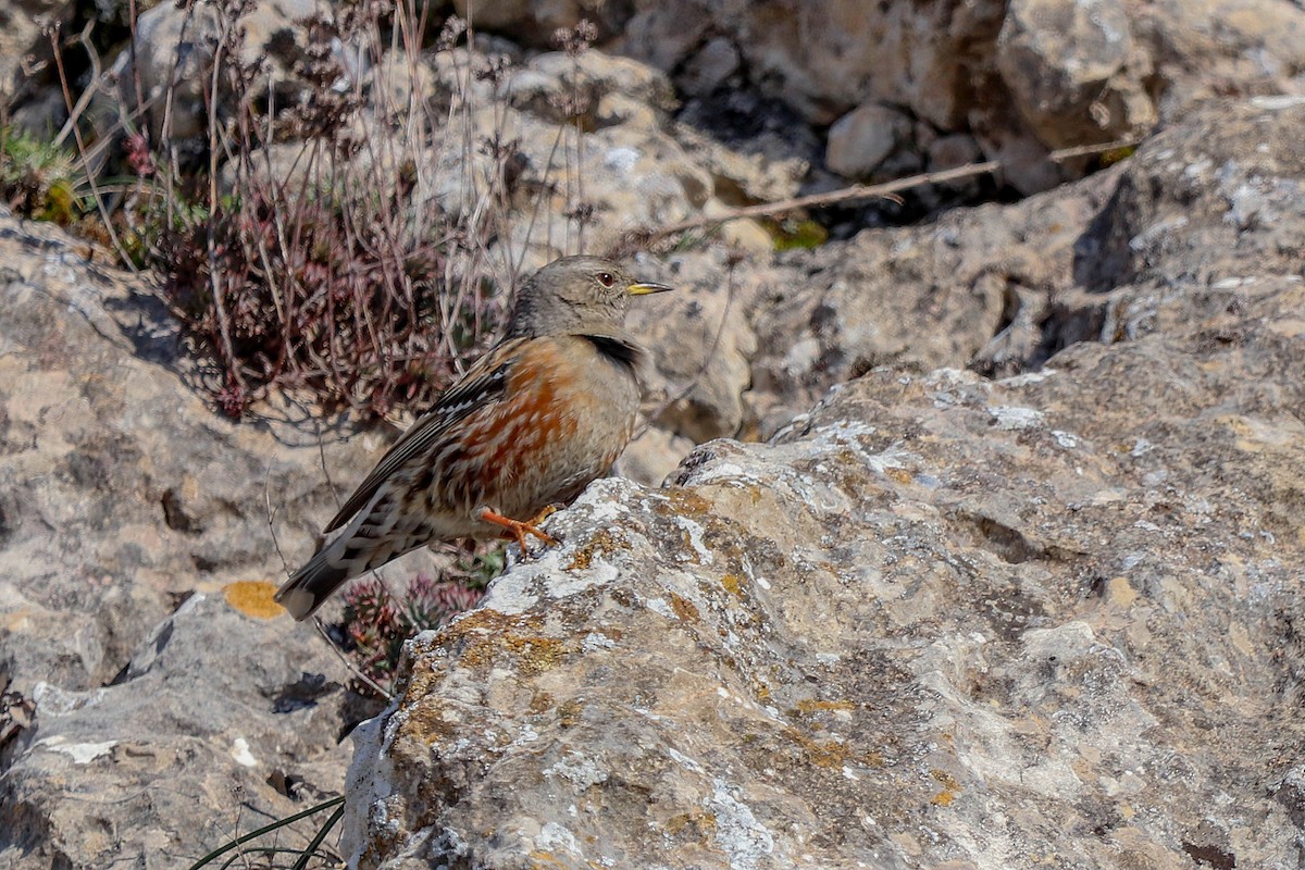 Alpine Accentor - ML527035591