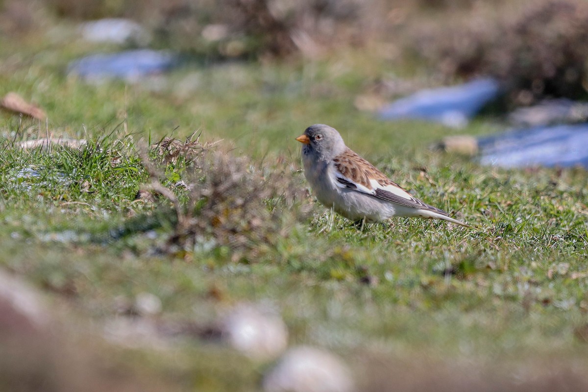 White-winged Snowfinch - ML527036021