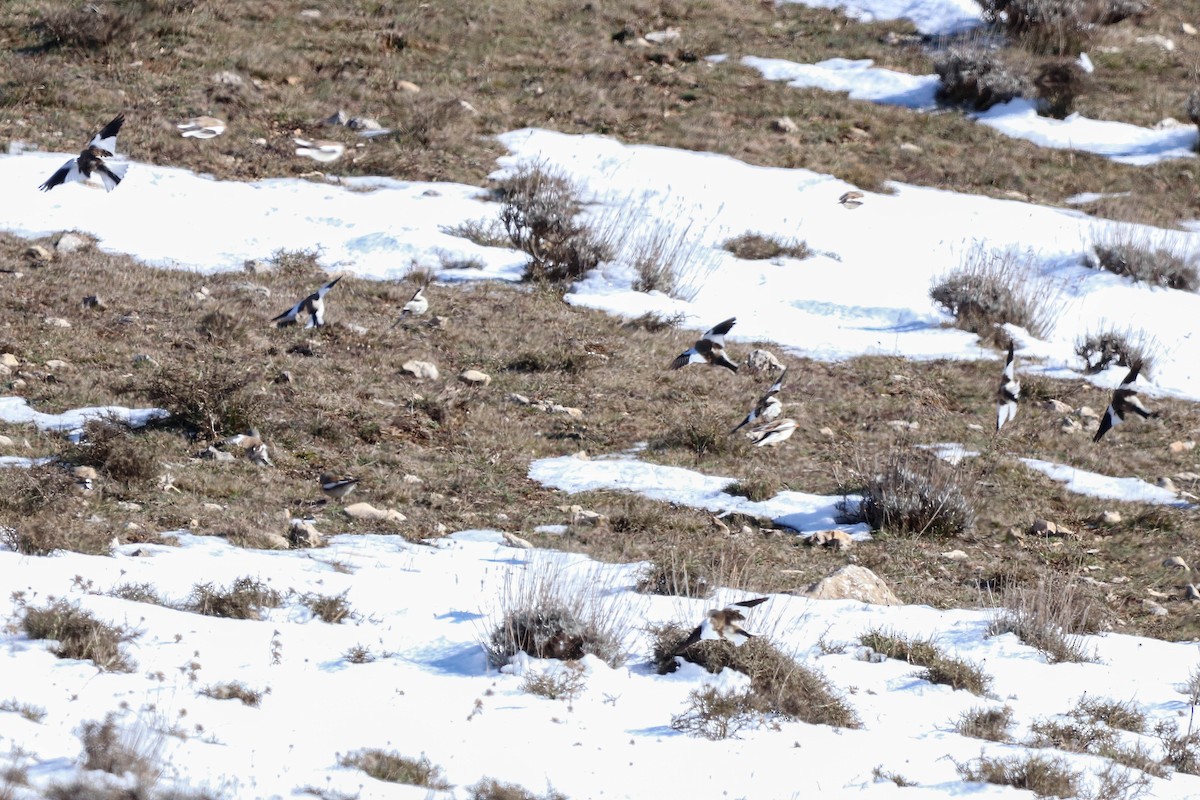 White-winged Snowfinch - César Diez González