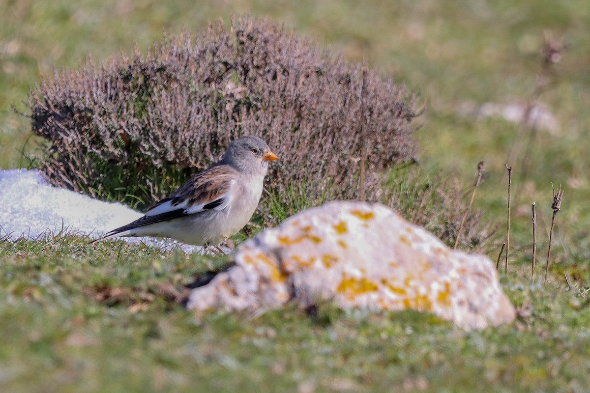 White-winged Snowfinch - ML527036041