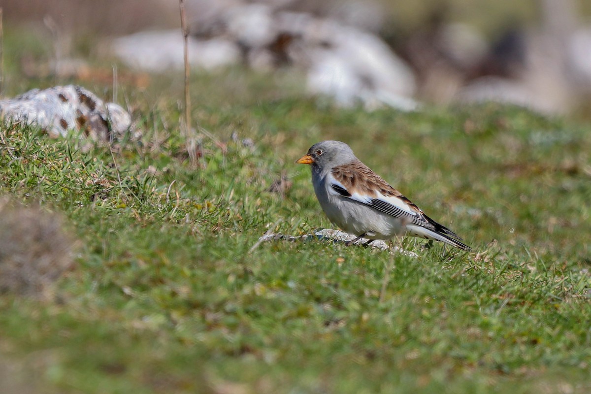 White-winged Snowfinch - ML527036051