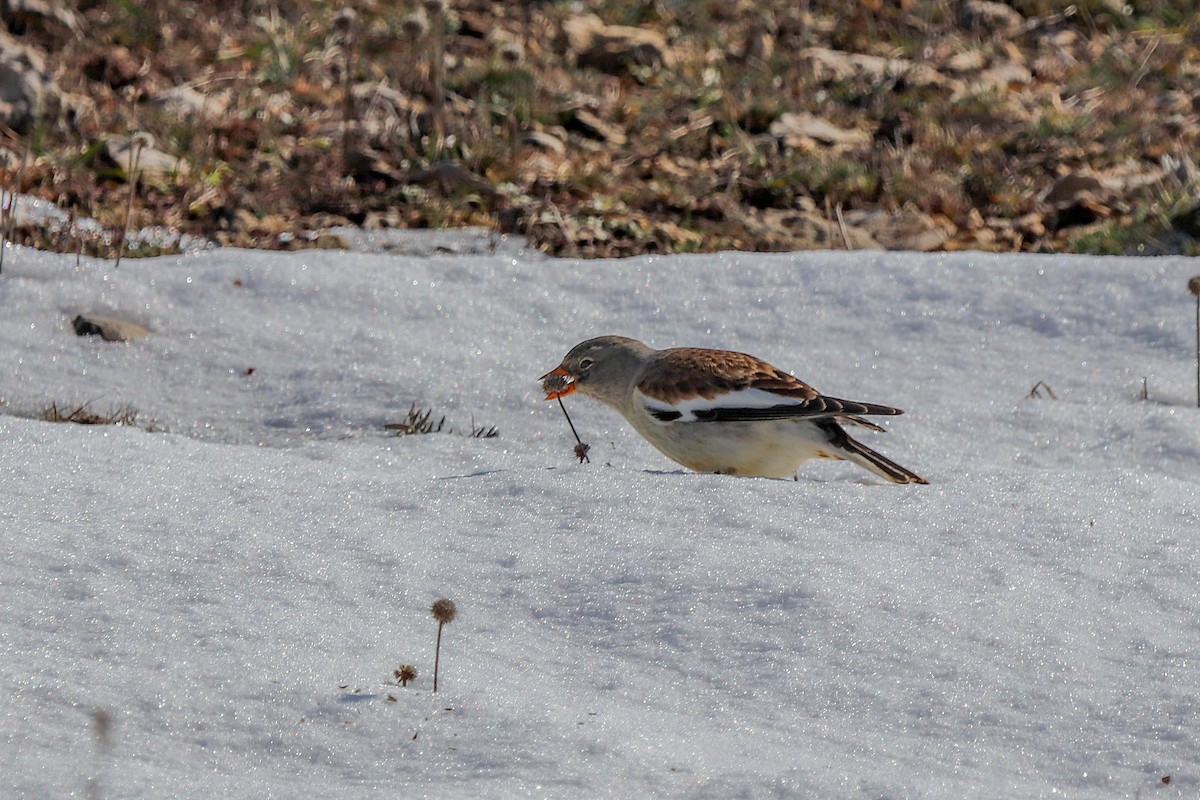 White-winged Snowfinch - ML527036061