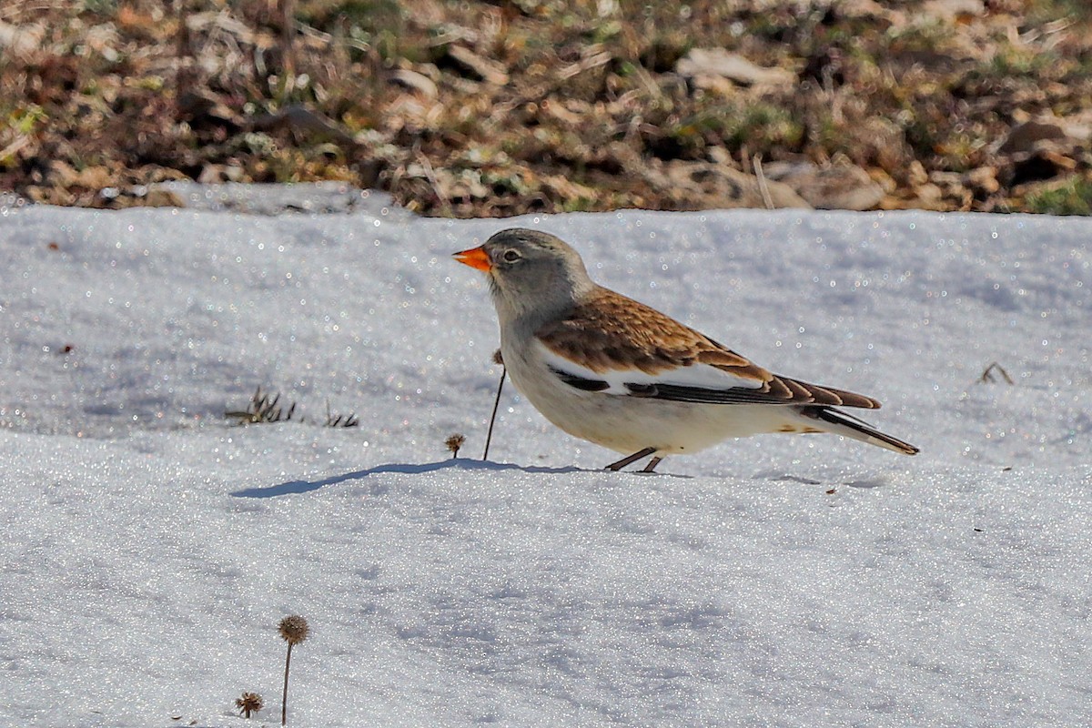 White-winged Snowfinch - César Diez González