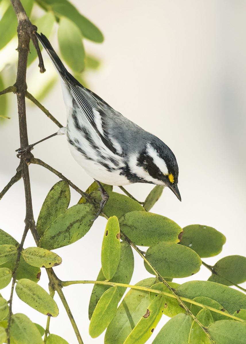 Black-throated Gray Warbler - ML527036201