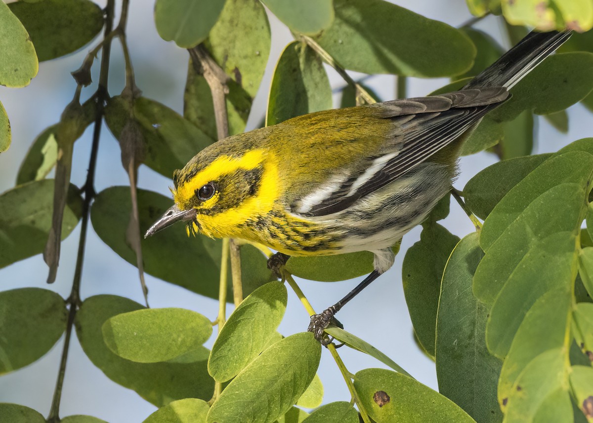 Townsend's Warbler - Barbara Swanson