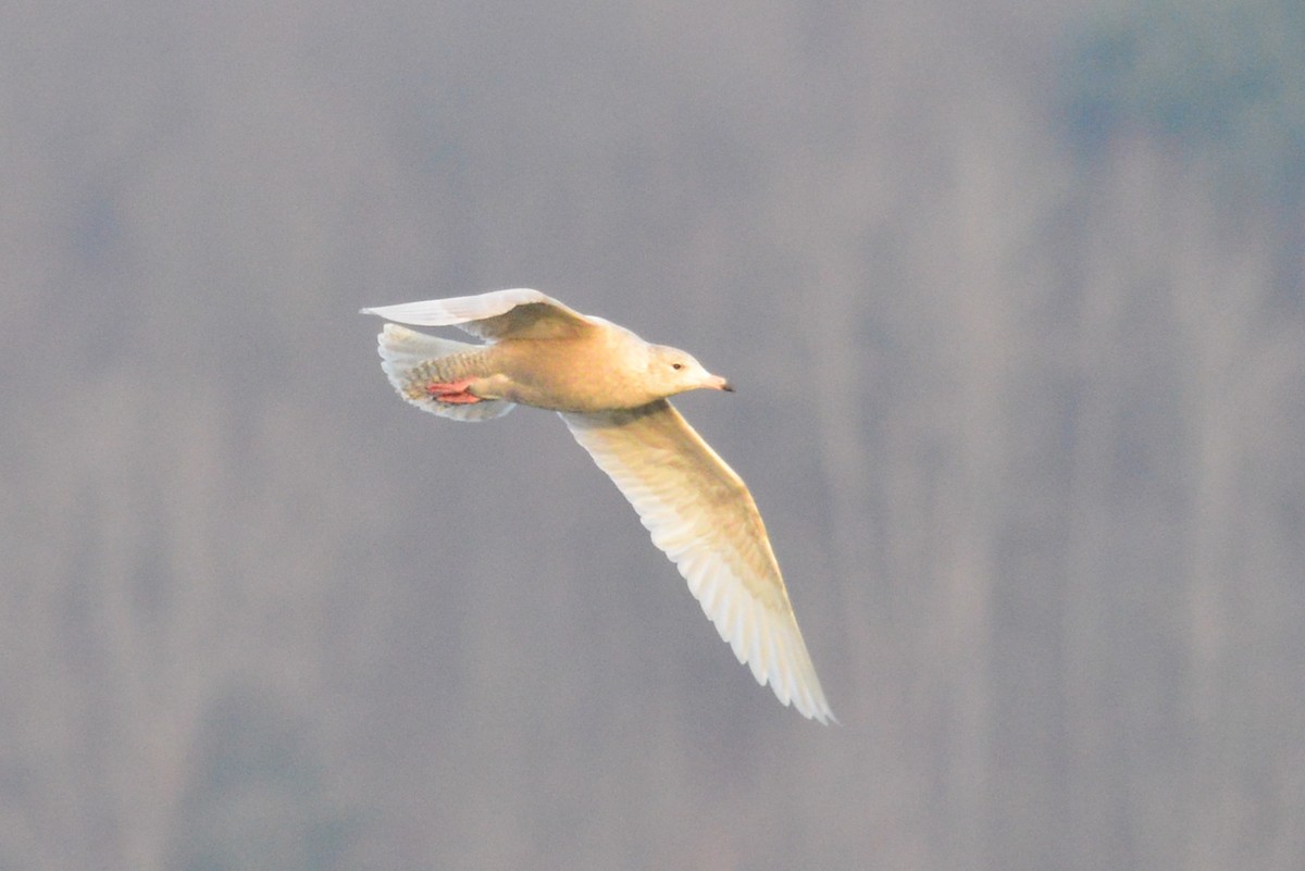 Glaucous Gull - ML52703851