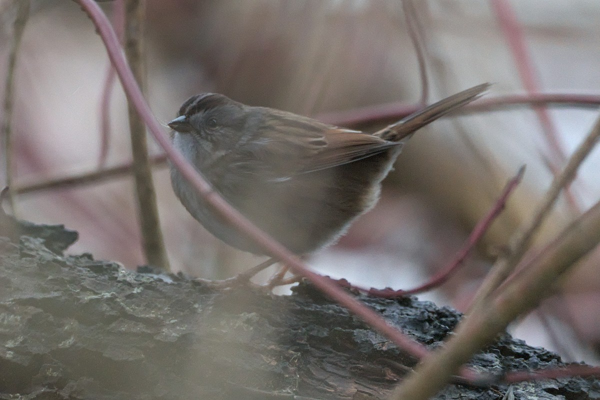 Swamp Sparrow - ML527038761
